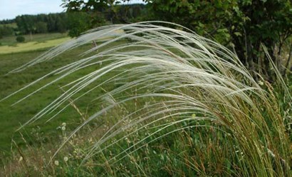 Stipa tirsa - стипа тирса, коило, конска опашка (3050)